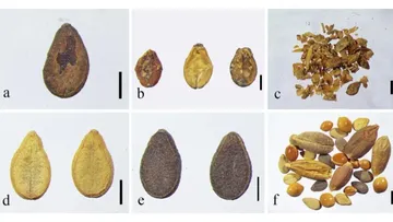 Tao Chen et al. / Journal of Archaeological Science: Reports, 2024