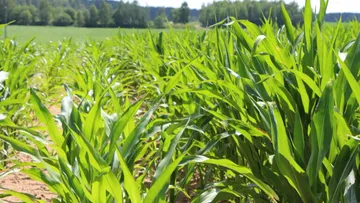 Биостимуляторы для кукурузы ‒ актуальность применения и эффективность