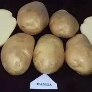 ГлавАгроном - Картофель НАЯДА