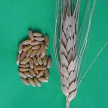 Бактериоз черный пшеницы | справочник бант-на-машину.рф