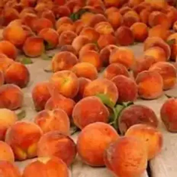 Сорта персика для Ставропольского края названия, фото, описание