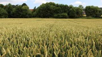 Стратегия удобрения озимой пшеницы – советы эксперта