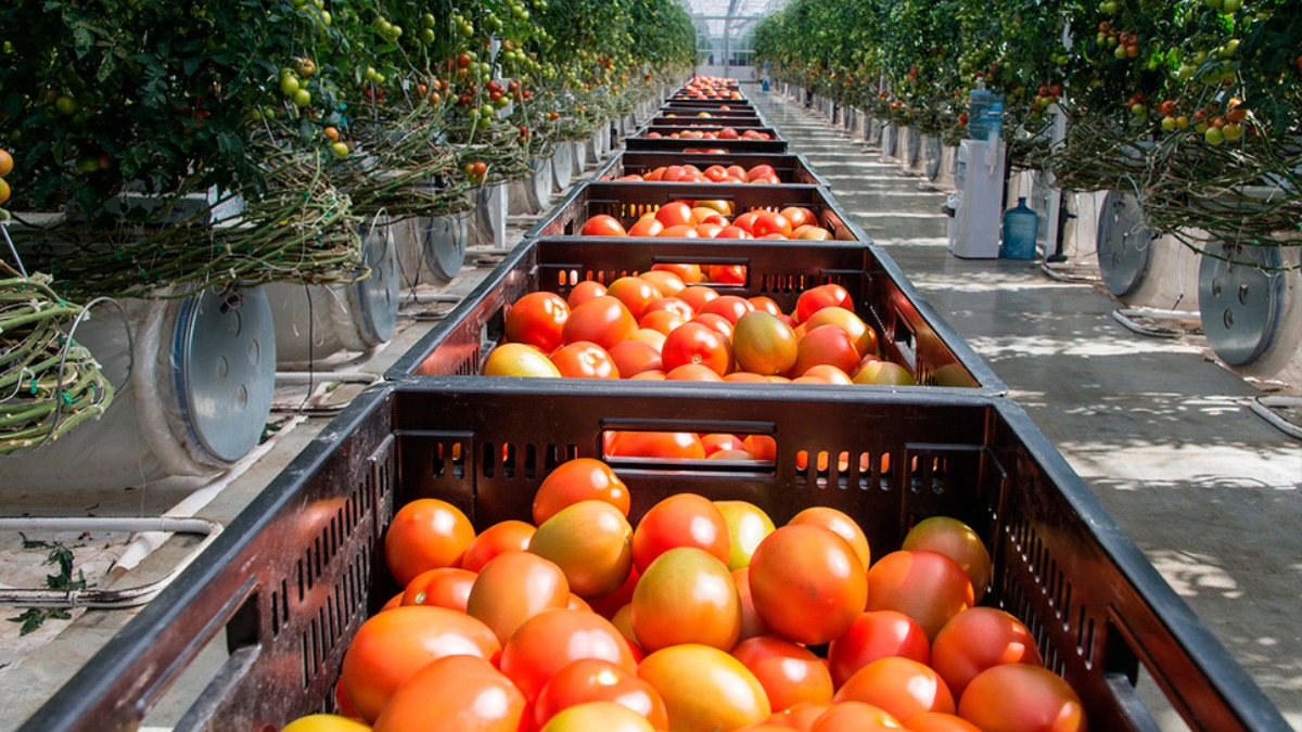 Овощи в 1 теплице. Тепличное хозяйство Овощевод. Тепличный комплекс томатов. Теплица с овощами. Теплица с помидорами.